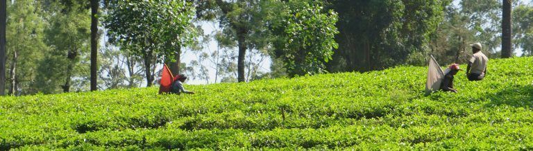 Preparativos para el viaje a Sri Lanka y pequeña introducción IMG_0432