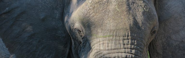 Un día en el Parque Nacional del Chobe: el reino de los elefantes 37. Elefante Chobe